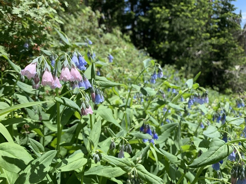 Aspen Bluebells photo 6