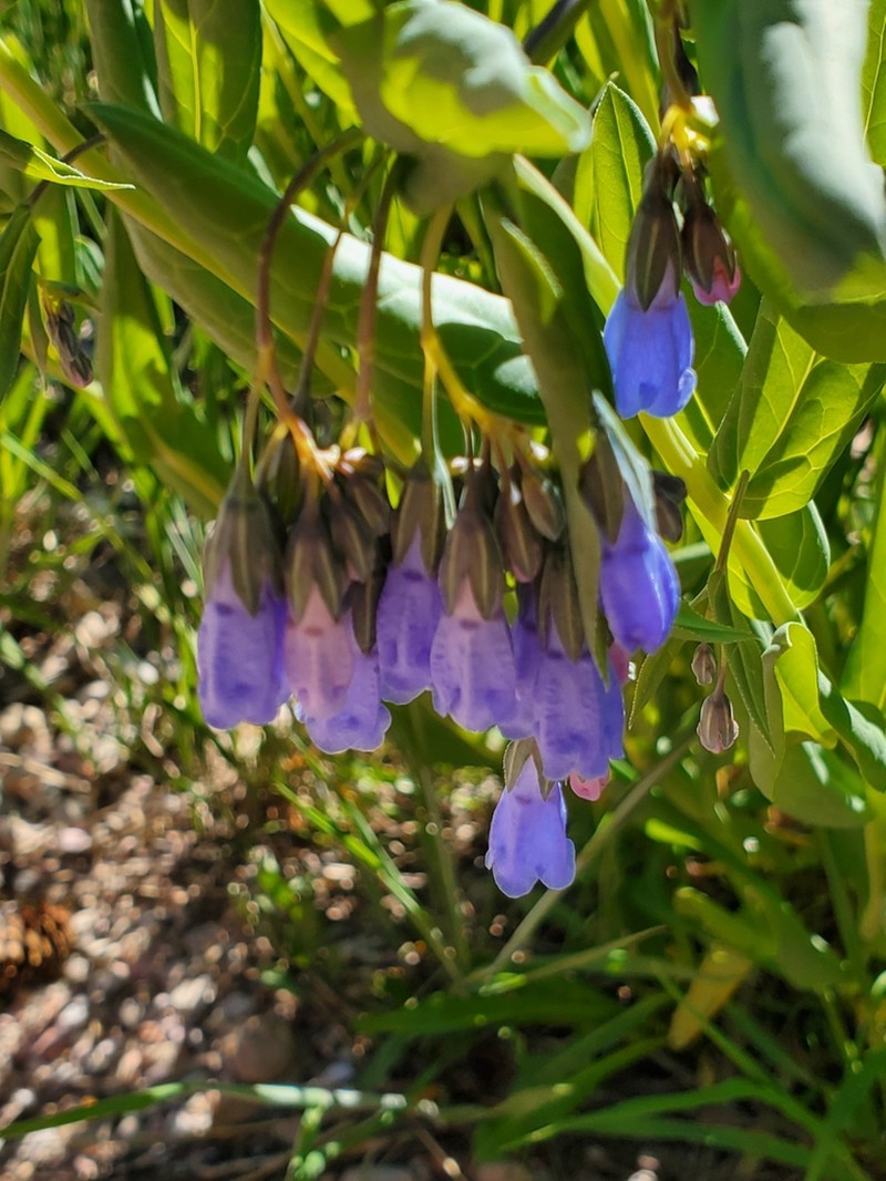 Aspen Bluebells photo 7
