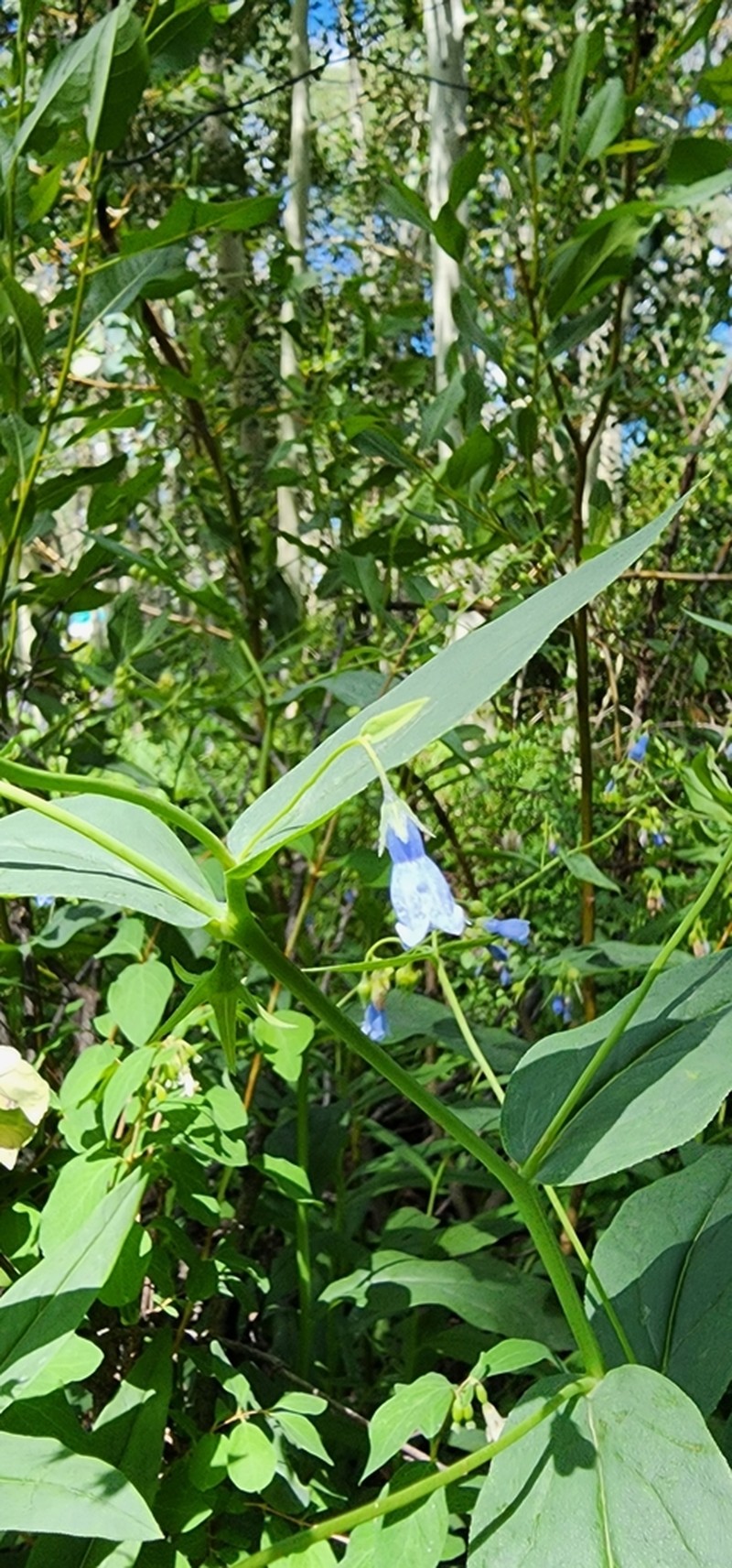 Aspen Bluebells photo 8