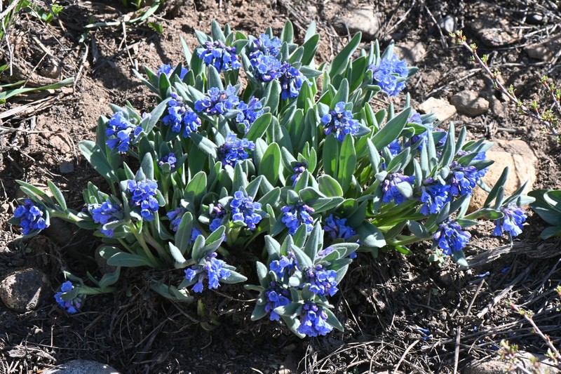Mertensia bakeri photo 4