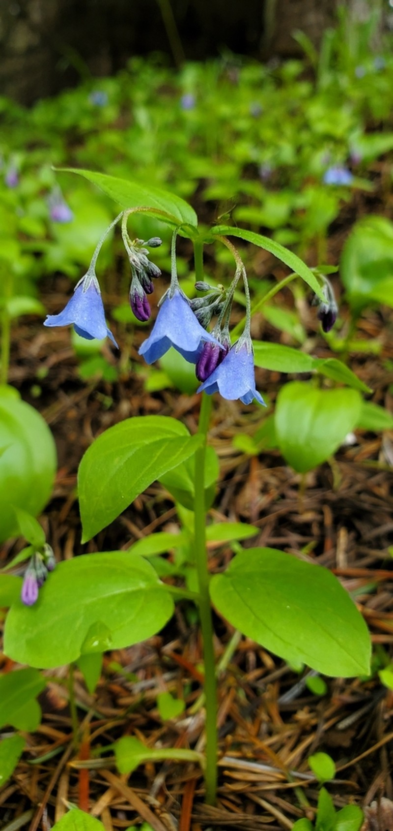 Beautiful Bluebells photo 3