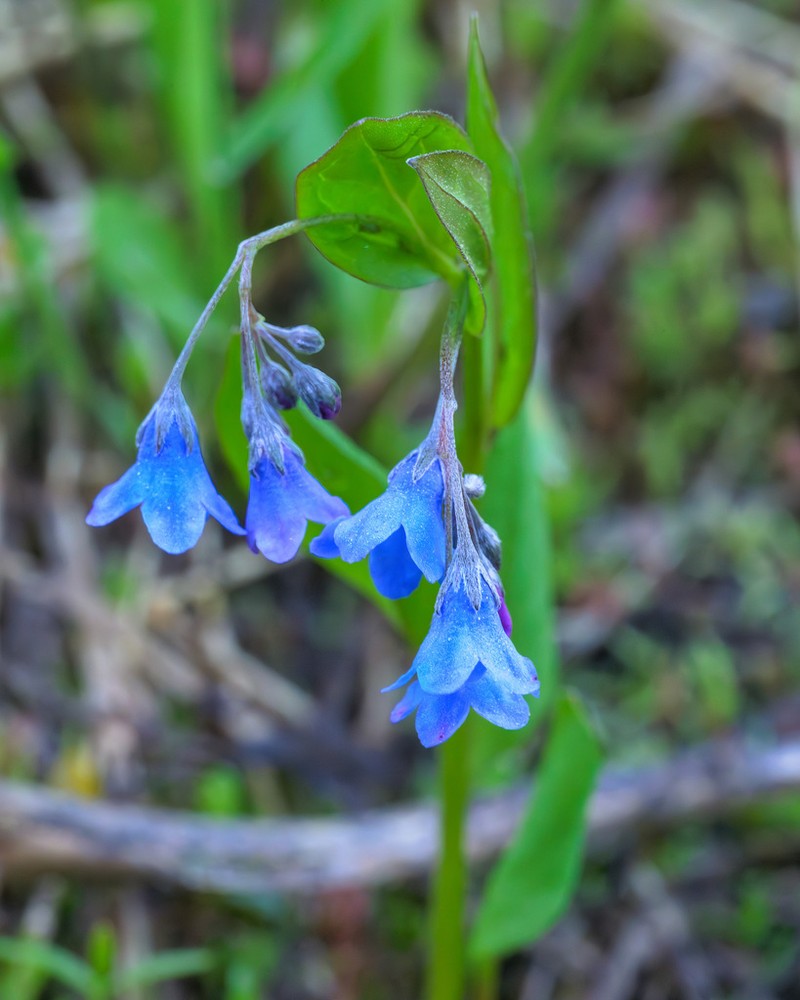 Beautiful Bluebells photo 4