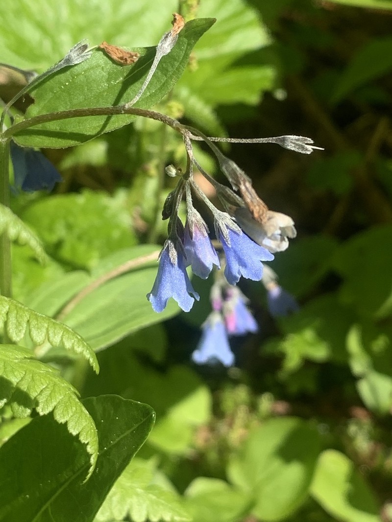Beautiful Bluebells photo 5