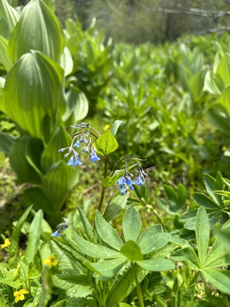 Beautiful Bluebells photo 6