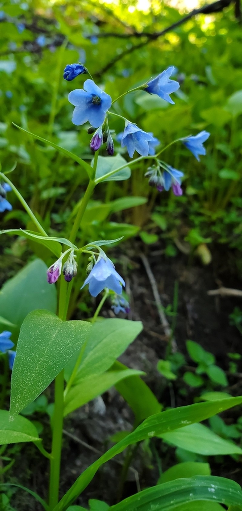 Beautiful Bluebells photo 7