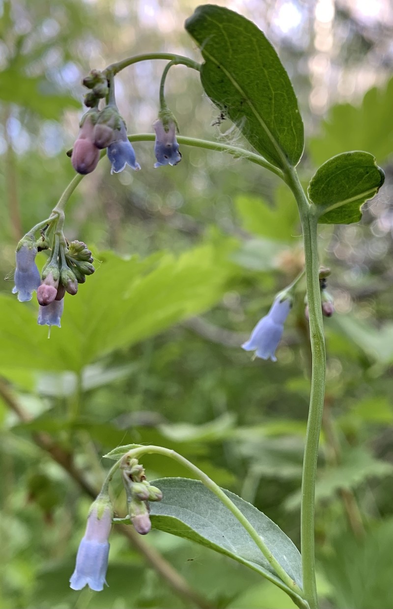 Mertensia brachycalyx photo 3