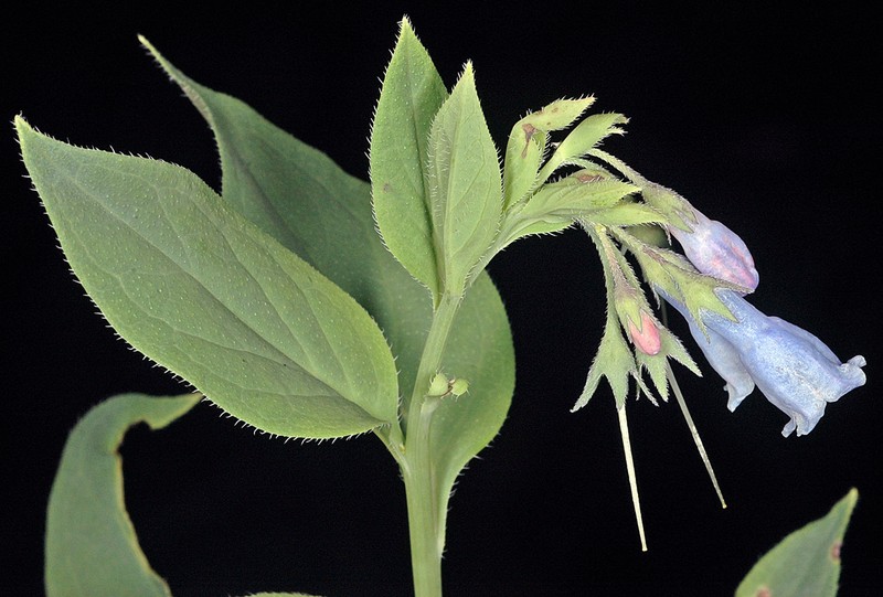Mertensia brachycalyx photo 4