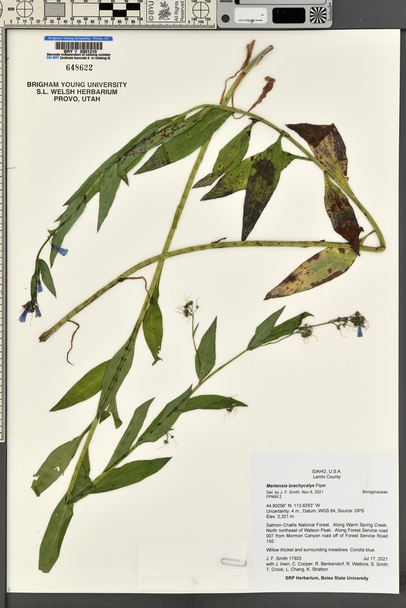 Mertensia brachycalyx photo 5
