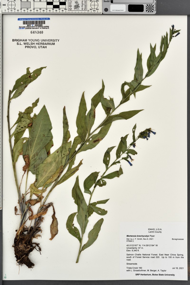 Mertensia brachycalyx photo 6