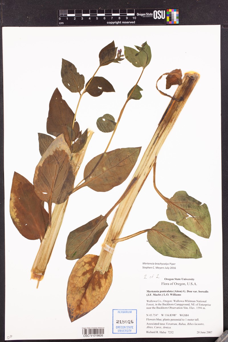 Mertensia brachycalyx photo 8