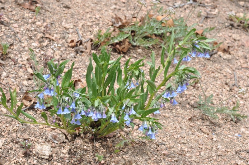 Mertensia brachyloba
