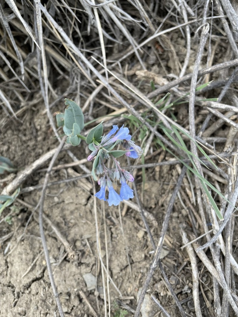 Mertensia brachyloba photo 2