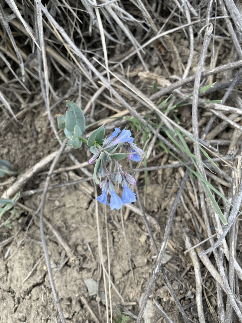 Mertensia brachyloba photo 3