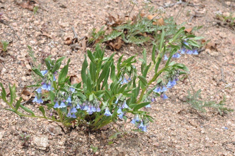 Mertensia brachyloba photo 4