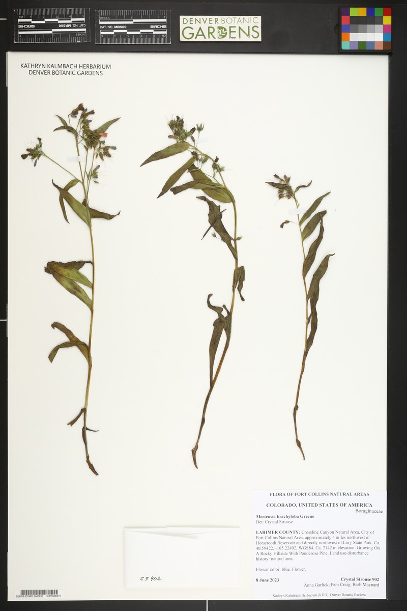Mertensia brachyloba photo 5