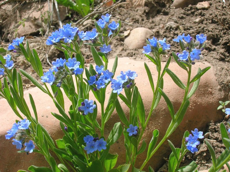 Shortstyle Bluebells