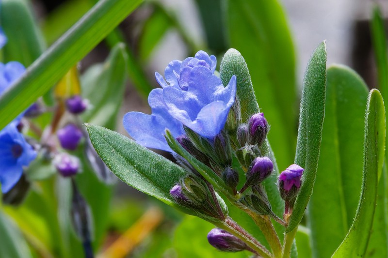 Shortstyle Bluebells