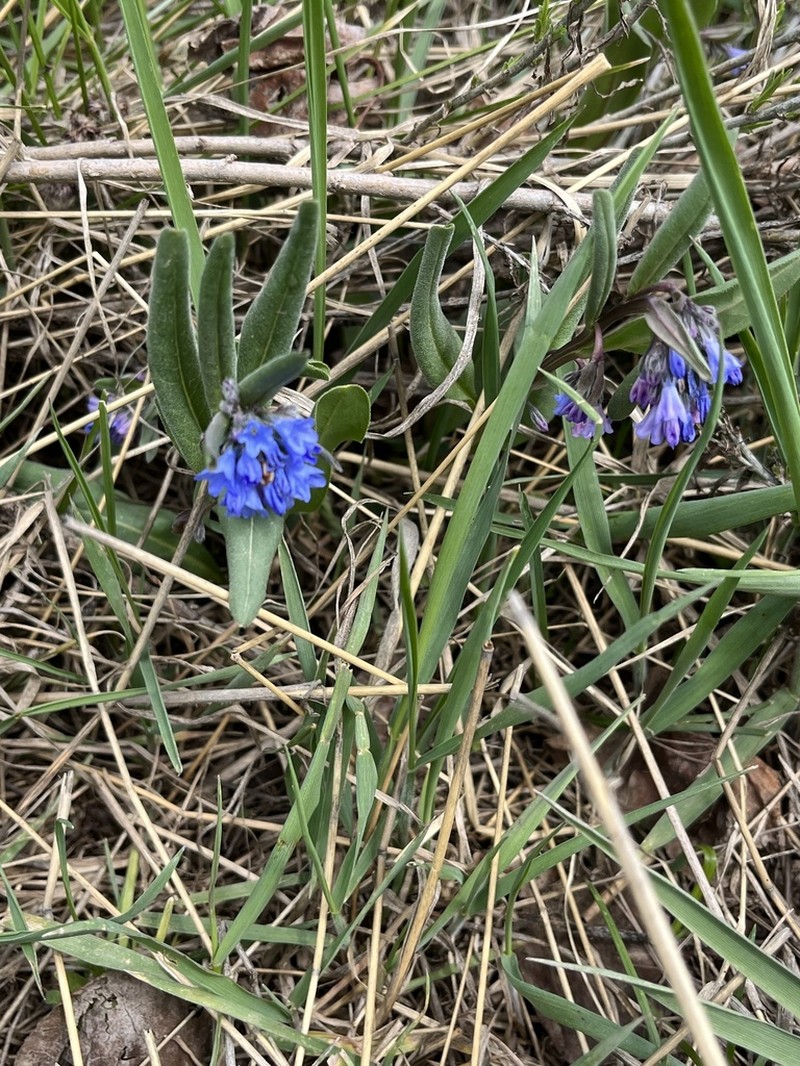 Shortstyle Bluebells photo 2