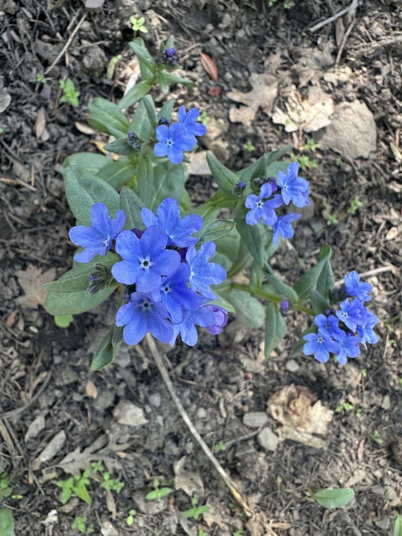 Shortstyle Bluebells photo 3
