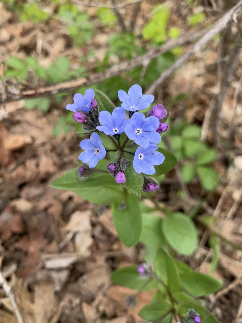 Shortstyle Bluebells photo 4