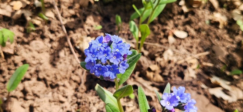 Shortstyle Bluebells photo 5