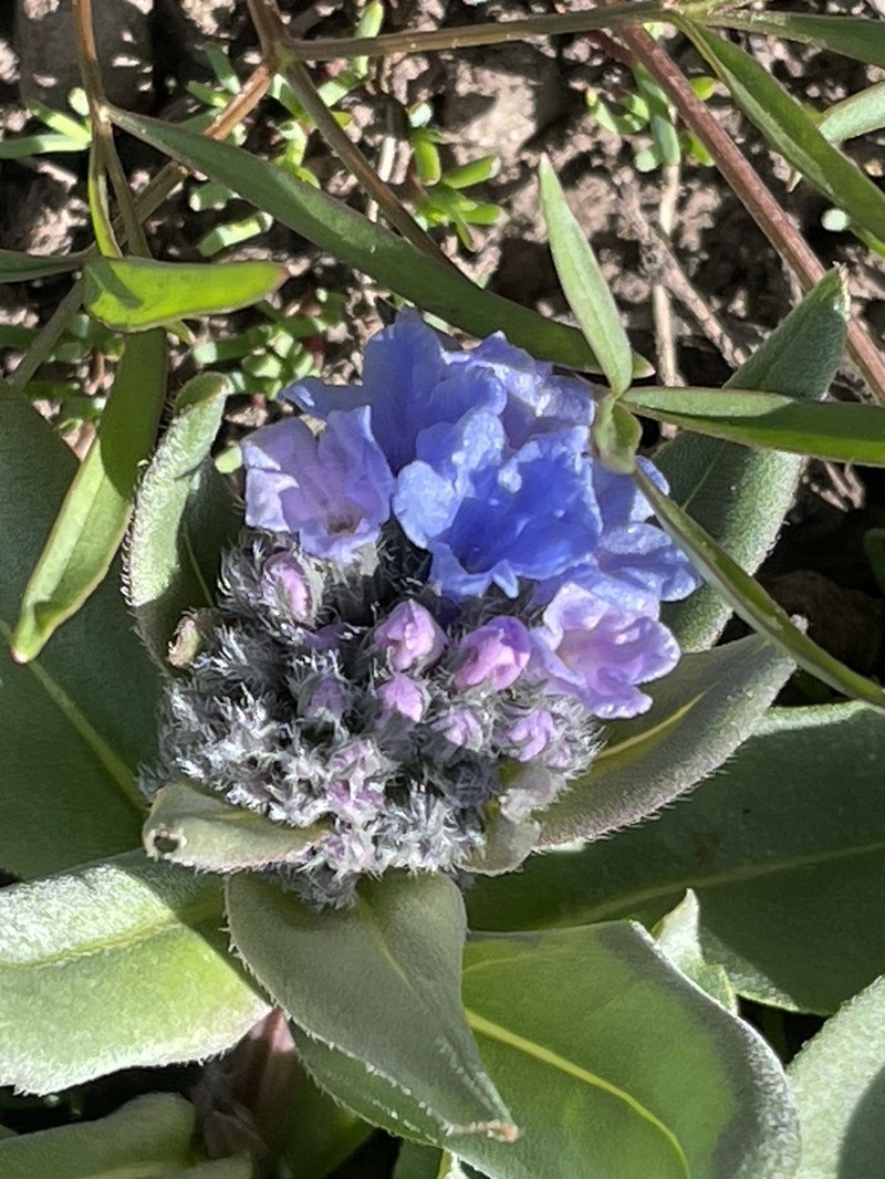 Shortstyle Bluebells photo 6