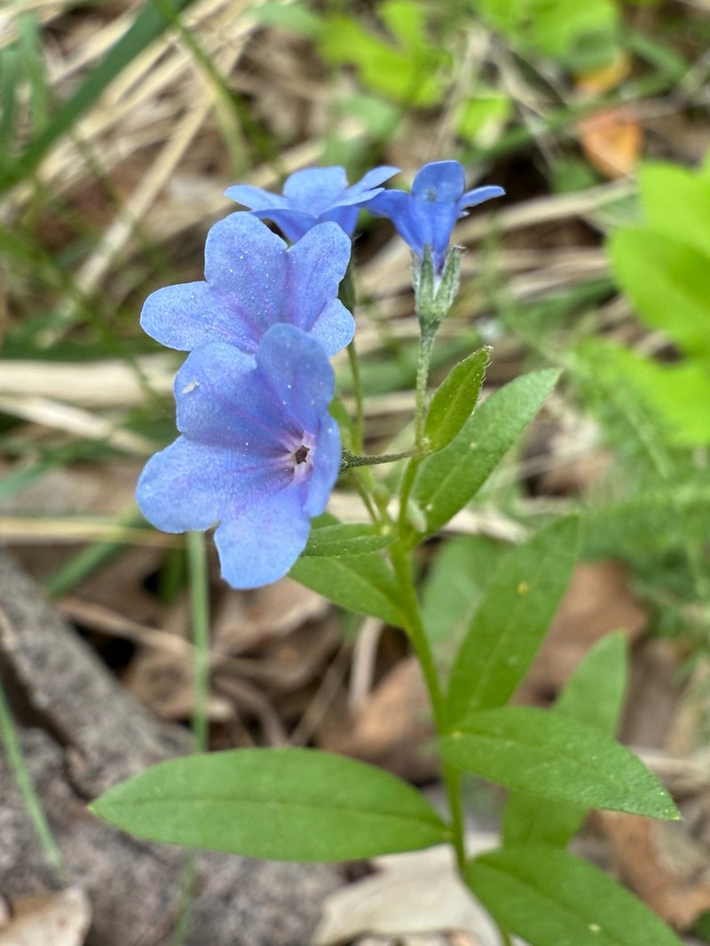 Shortstyle Bluebells photo 7