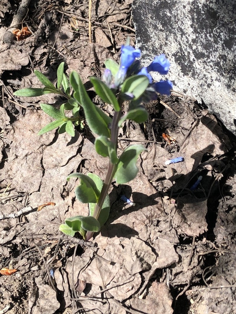 Shortstyle Bluebells photo 8