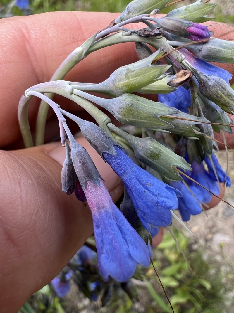 Idaho Bluebells photo 2