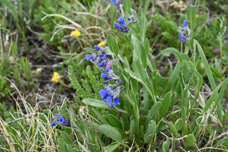 Mertensia cana