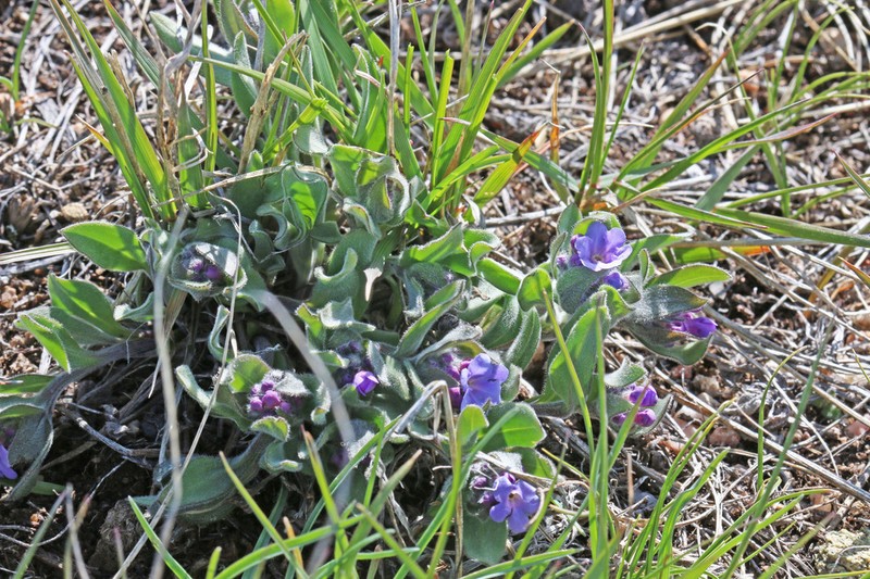 Mertensia cana photo 2