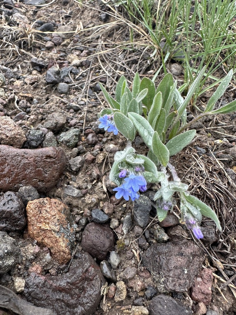 Mertensia cana photo 3