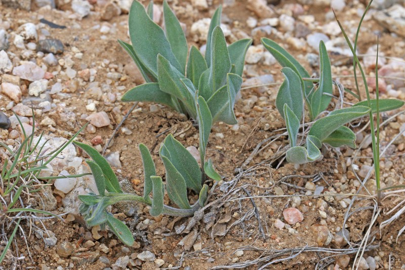 Mertensia cana photo 4