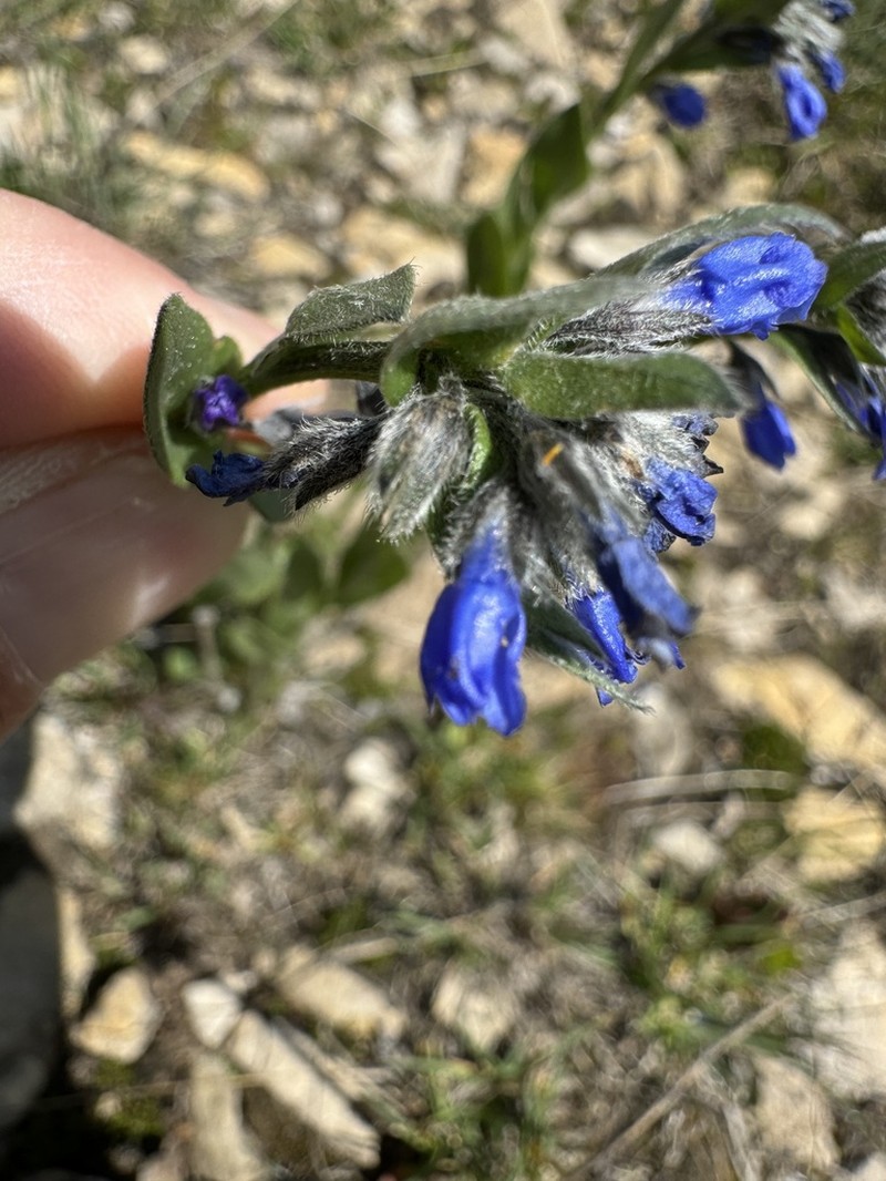 Mertensia cana photo 5