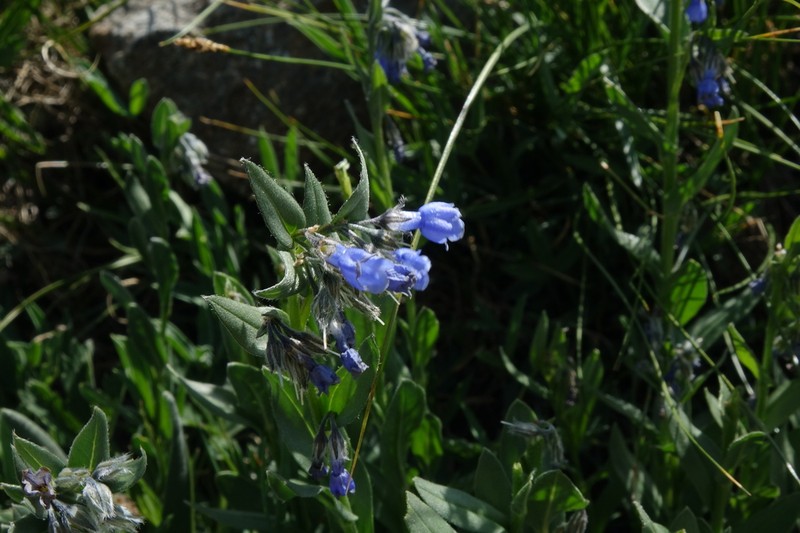 Mertensia cana photo 6