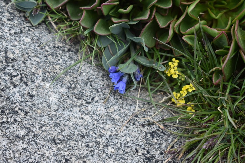 Mertensia cana photo 7