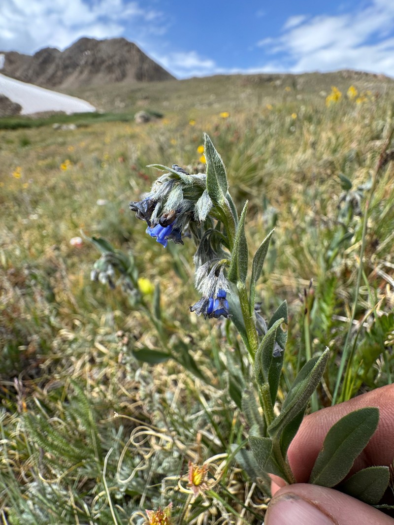 Mertensia cana photo 8