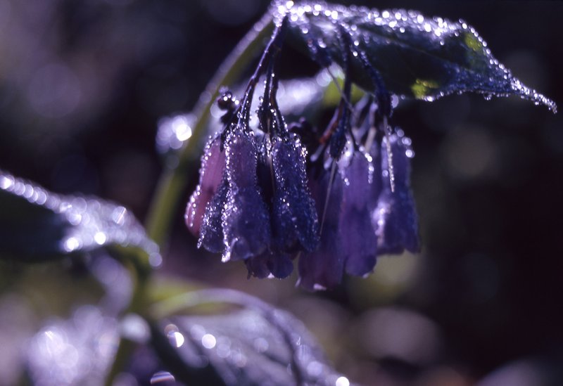 Tall Fringed Bluebells