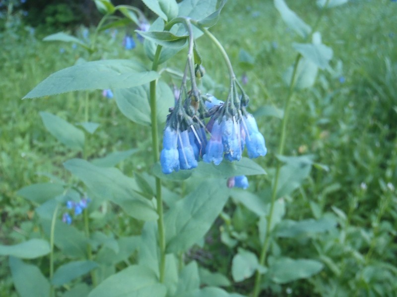 Tall Fringed Bluebells photo 2