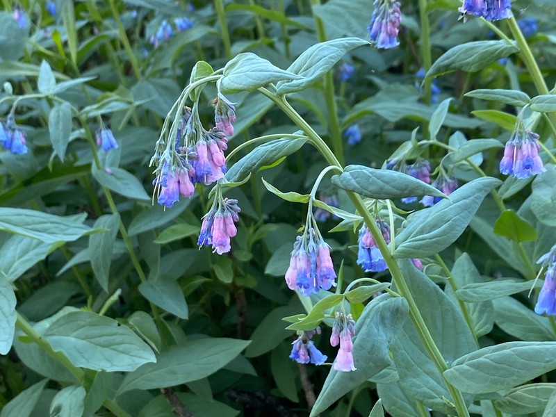 Tall Fringed Bluebells photo 3