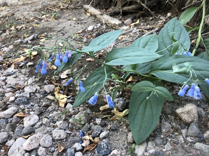 Tall Fringed Bluebells photo 4