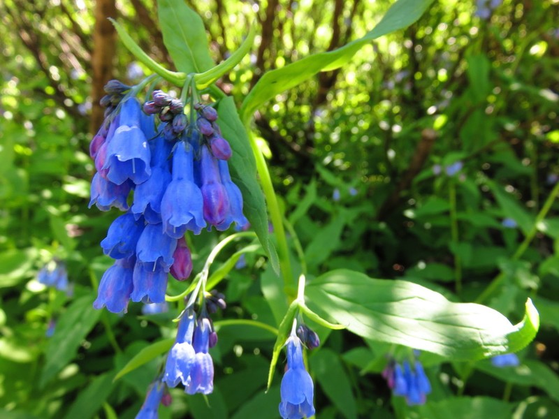 Tall Fringed Bluebells photo 5