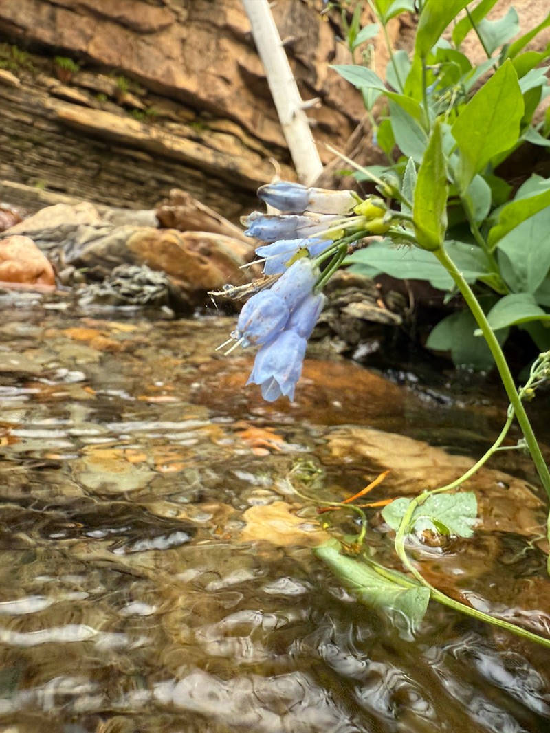 Tall Fringed Bluebells photo 6