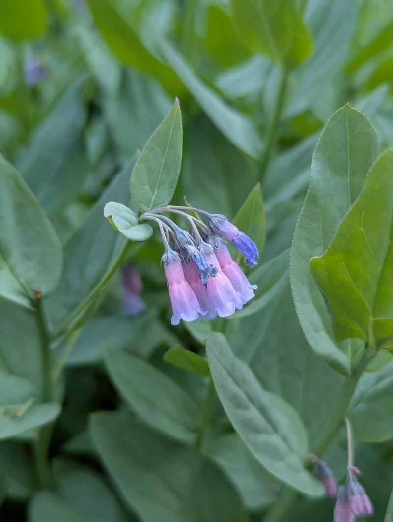 Tall Fringed Bluebells photo 7