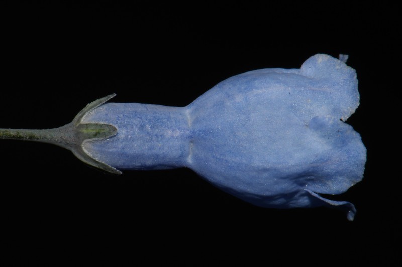 Mertensia ciliata var. ciliata