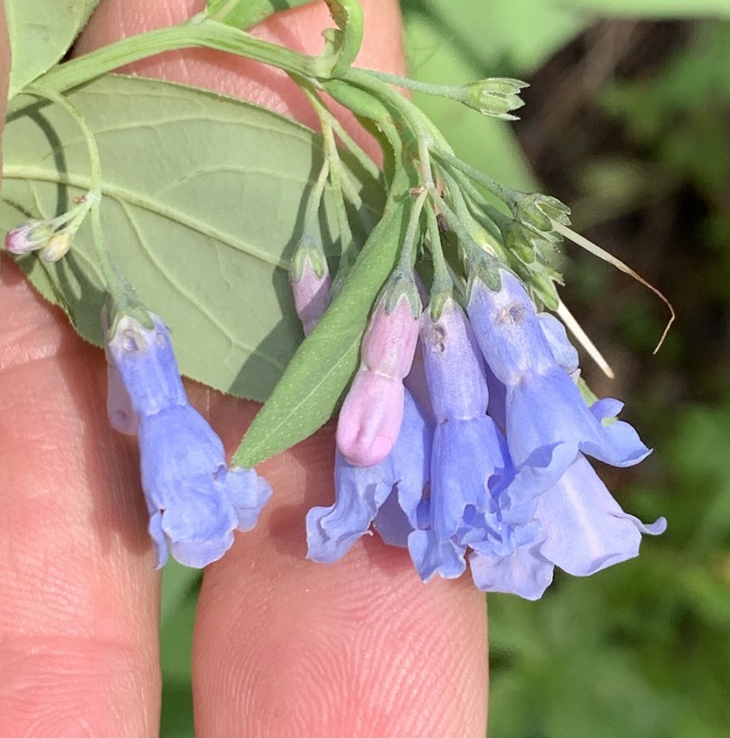 Mertensia ciliata var. ciliata photo 2