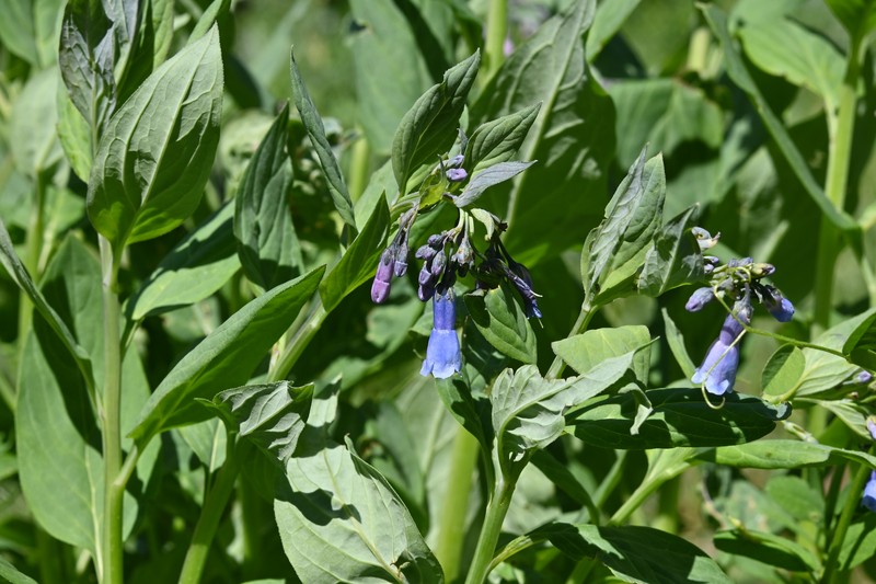 Mertensia ciliata var. ciliata photo 3