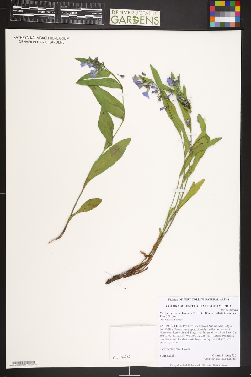 Mertensia ciliata var. ciliata photo 4