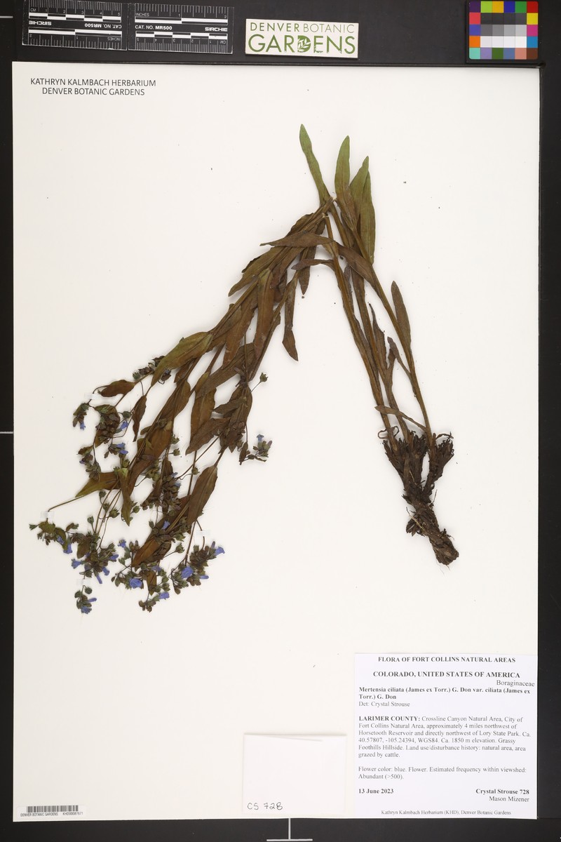 Mertensia ciliata var. ciliata photo 5