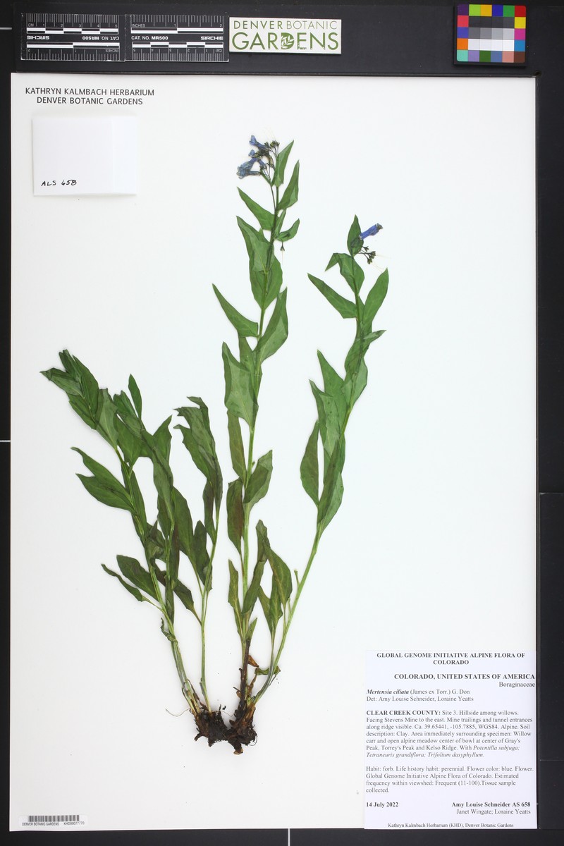 Mertensia ciliata var. ciliata photo 8
